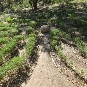 Centennial Maze