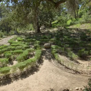 Centennial Maze