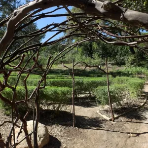 Entry Arches, Centennial Maze