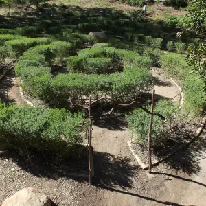 Entry Arches, Centennial Maze