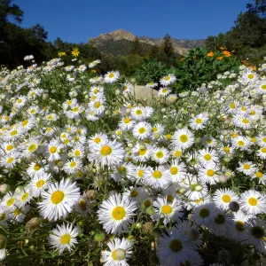Erigeron divergens in the Groundcover Section