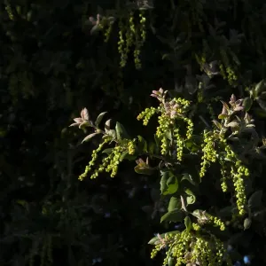Oak flowers on the Porter Trail (Coastal Live Oak)