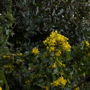 Island Barberry at the Clara Small Smith Steps