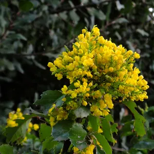 Island Barberry at the Clara Small Smith Steps