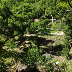 Wooded Dell, view from picnic area