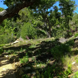 Wooded Dell