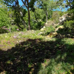 Wooded Dell