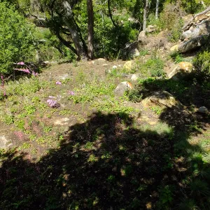 Wooded Dell
