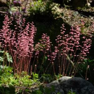 Wooded Dell, Heuchera