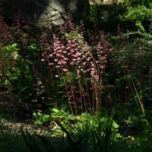 Wooded Dell, Heuchera