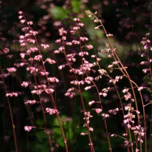 Wooded Dell, Heuchera