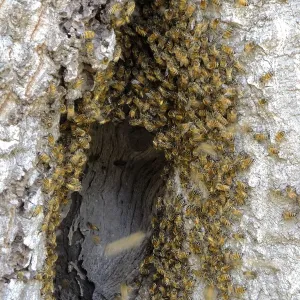 Bee colony returning to oak trunk in Manzanita Section