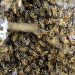 Bee colony returning to oak trunk in Manzanita Section