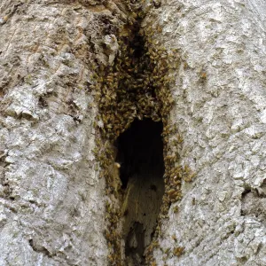 Bee colony returning to oak trunk in Manzanita Section
