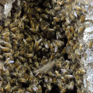 Bee colony returning to oak trunk in Manzanita Section
