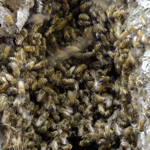 Bee colony returning to oak trunk in Manzanita Section