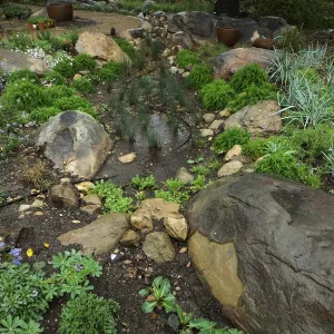 Rainfall collecting in bioswale, Home Demonstration Garden