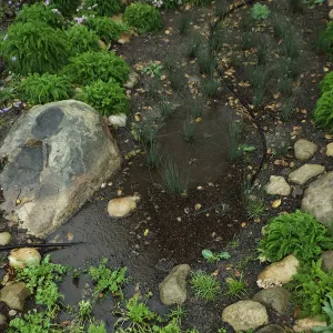 Rainfall collecting in bioswale, Home Demonstration Garden