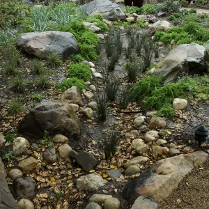 Rainfall collecting in bioswale, Home Demonstration Garden