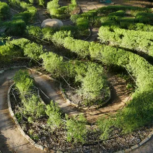 Centennial Maze