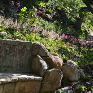 Heuchera frames the Campbell bench in the new Wooded Dell garden