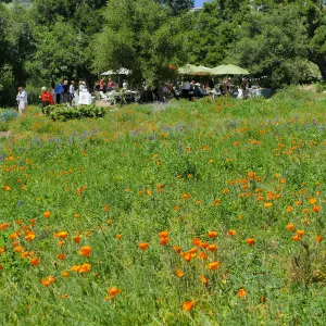 Garden Club of Santa Barbara Centennial Birthday Meeting