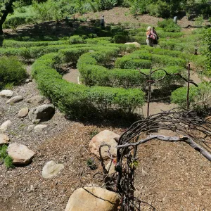 Garden Club of Santa Barbara Centennial Birthday Meeting, Club members touring the Centennial Maze