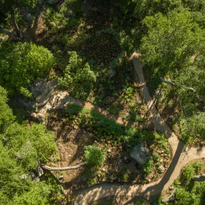 Aerial view of Wooded Dell