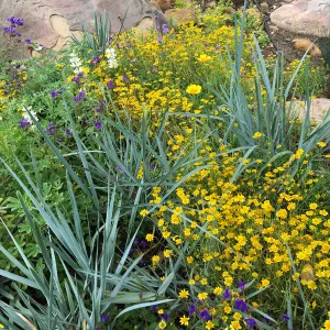 Wildflowers in the Home Demonstration Garden
