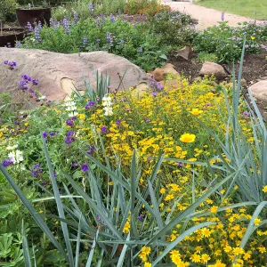 Wildflowers in the Home Demonstration Garden