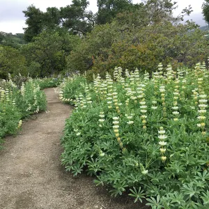 White Lupine in the Manzanita Section