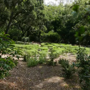 Centennial Maze