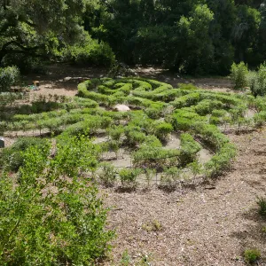 Centennial Maze