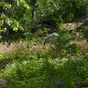 Wooded Dell