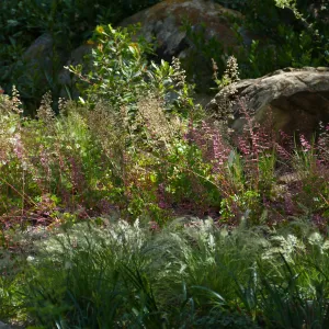 Wooded Dell