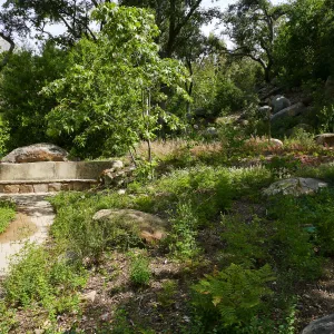 Wooded Dell, Campbell Bench