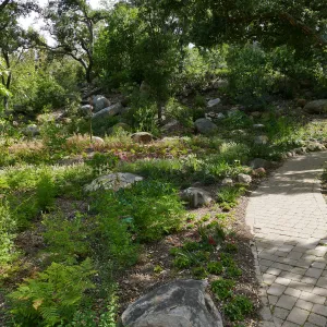 Wooded Dell
