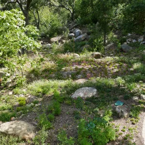 Wooded Dell