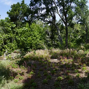 Wooded Dell panorama