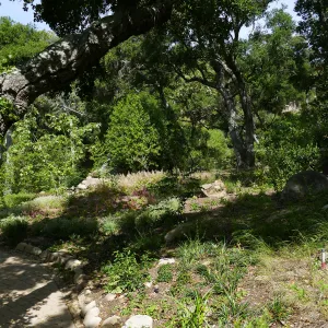 Wooded Dell
