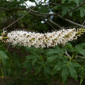 California Buckeye flower