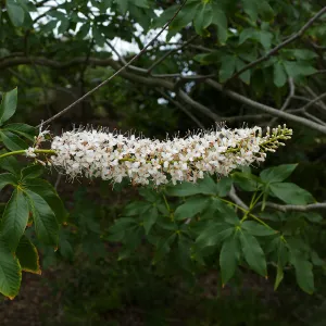 California Buckeye flower