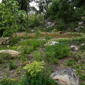 Wooded Dell