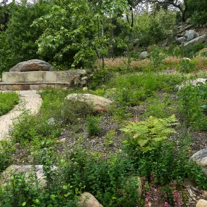 Wooded Dell