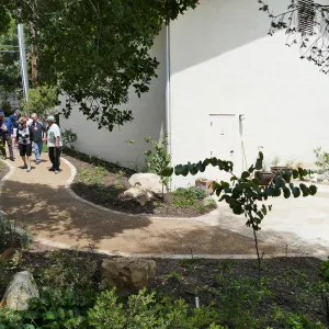 Home Demonstration Garden Renovation, view 31, looking towards southwest corner of Herbarium