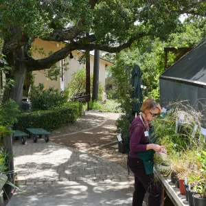 Home Demonstration Garden Renovation, view 32, looking south from Garden Growers Nursery