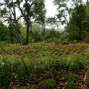 Wooded Dell panorama