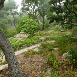 Wooded Dell