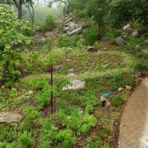 Wooded Dell