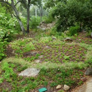 Wooded Dell